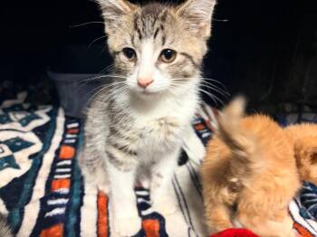 Aspen -  Domestic Short Hair Cat for Adoption in Huntington, Indiana - Aspen | PetCurious