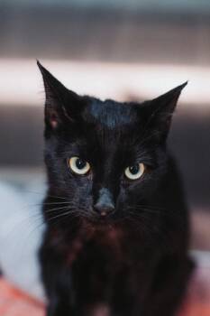 Domestic Short Hair Cats Available for Adoption in North Charleston, South Carolina - 91899a Voodoo | PetCurious