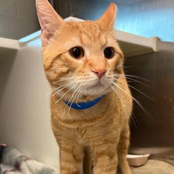 Domestic Short Hair Cats Available for Adoption - Cable | PetCurious