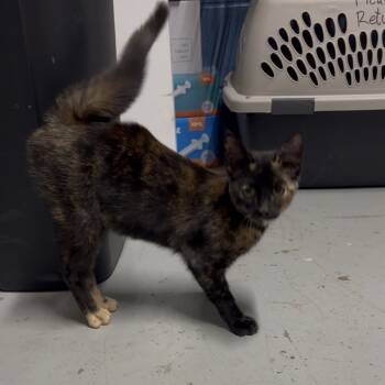 Rescue Domestic Short Hair Cats for Adoption in Austin, Texas - Spice | PetCurious