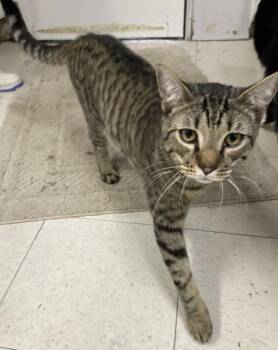Domestic Short Hair Cats Available for Adoption in Huntington, New York - Summer | PetCurious
