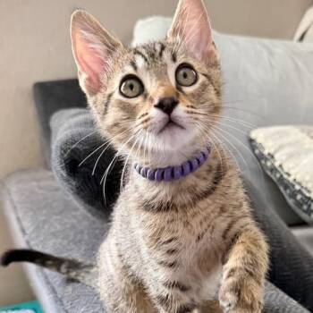 Goose -  Domestic Short Hair Cat for Adoption in Pleasanton, California - Goose | PetCurious