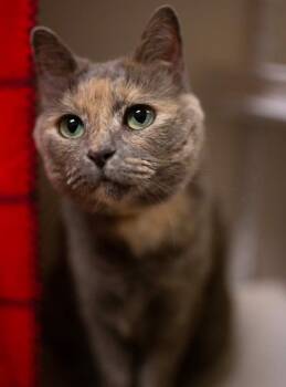 Rescue Domestic Short Hair Cats for Adoption in Fremont, Ohio - Luna | PetCurious
