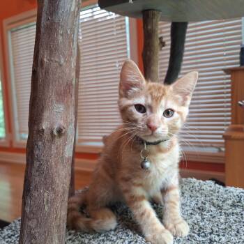 Domestic Short Hair Cats Available for Adoption in Brownsboro, Alabama - Sriracha | PetCurious