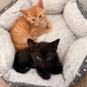 Walkie Taco -  Domestic Short Hair Cat for Adoption in Chattanooga, Tennessee - Walkie Taco | PetCurious