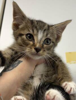 Domestic Short Hair Cats Available for Adoption - Xo-Sauce | PetCurious