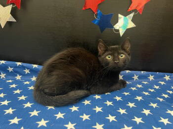 Rescue Domestic Short Hair Cats for Adoption in Fayetteville, Georgia - Tansy | PetCurious