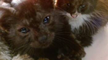 Domestic Short Hair Cats Available for Adoption in Doral, Florida - RINKY | PetCurious