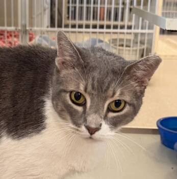 Bleu -  Domestic Short Hair Cat for Adoption in Slidell, Louisiana - Bleu | PetCurious