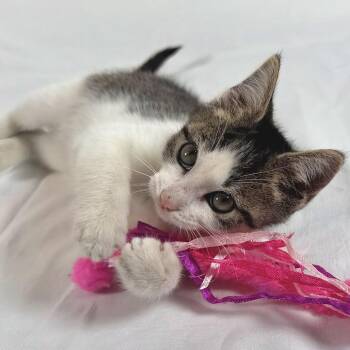 Jackson -  Domestic Short Hair Cat for Adoption in Johnson City, Tennessee - Jackson | PetCurious