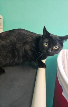 Luna -  Domestic Short Hair Cat for Adoption in Morgantown, Kentucky - Luna | PetCurious