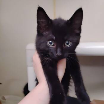 Luke -  Domestic Short Hair Cat for Adoption in Wilmington, Delaware - Luke | PetCurious
