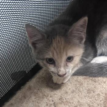 Tico -  Domestic Short Hair Cat for Adoption in Philadelphia, Pennsylvania - Tico | PetCurious