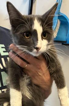 Rescue Domestic Short Hair Cats for Adoption in Pocatello, Idaho - Cleo | PetCurious