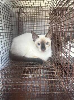 A660918 -  Siamese and Domestic Short Hair Cat for Adoption in Houston, Texas - A660918 | PetCurious