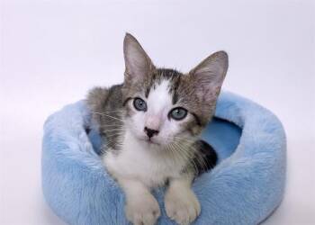 MARCOS -  Domestic Short Hair Cat for Adoption in Fort Lauderdale, Florida - MARCOS | PetCurious