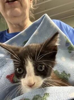Tucker -  Domestic Short Hair Cat for Adoption in Picayune, Mississippi - Tucker | PetCurious