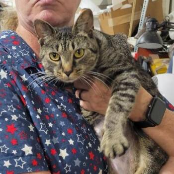 Penelope -  Domestic Short Hair Cat for Adoption in Baltimore, Maryland - Penelope | PetCurious