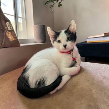 Harley -  Domestic Short Hair Cat for Adoption in Fort Worth, Texas - Harley | PetCurious