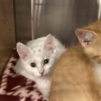 Starfire -  Domestic Short Hair Cat for Adoption in Davenport, Iowa - Starfire | PetCurious