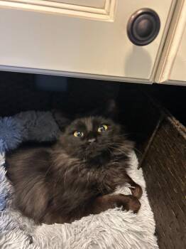 Domestic Short Hair Cats Available for Adoption - Nyx26 | PetCurious