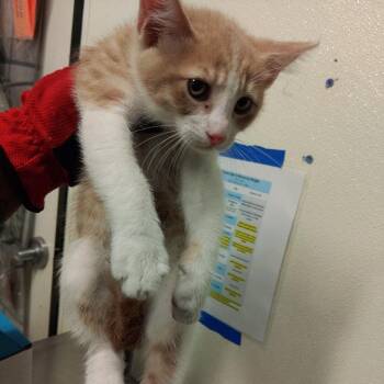 IVHS-A-140757 -  Domestic Short Hair Cat for Adoption in San Gabriel, California - IVHS-A-140757 | PetCurious