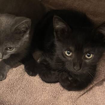 Moe 2 -  Domestic Short Hair Cat for Adoption in Cumming, Georgia - Moe 2 | PetCurious