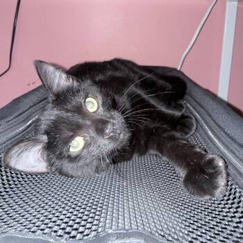 Jaxx -  Domestic Short Hair Cat for Adoption in Richmond, Virginia - Jaxx | PetCurious