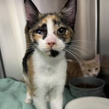 Julep -  Domestic Short Hair Cat for Adoption in Lake Panasoffkee, Florida - Julep | PetCurious