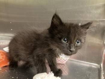 TRAVIS -  Domestic Medium Hair Cat for Adoption in Tustin, California - TRAVIS | PetCurious