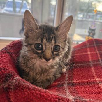 Cappuccino -  Domestic Short Hair Cat for Adoption in Phoenix, Arizona - Cappuccino | PetCurious