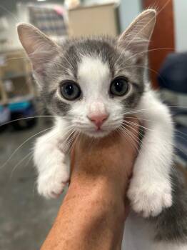 Domestic Short Hair Cats Available for Adoption in Gautier, Mississippi - Yogurt | PetCurious