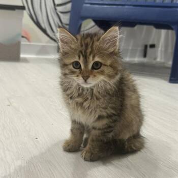 Yelena Belova -  Domestic Medium Hair Cat Available for Adoption in West Des Moines, Iowa - Yelena Belova | PetCurious