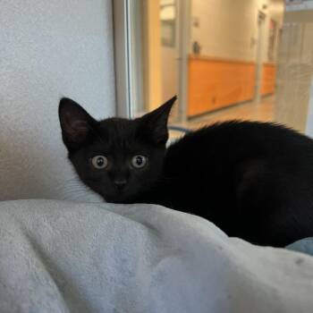 Jackie -  Domestic Short Hair Cat for Adoption in Cedar Rapids, Iowa - Jackie | PetCurious