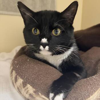Domestic Short Hair Cats Available for Adoption in Cooperstown, New York - Tortuga | PetCurious