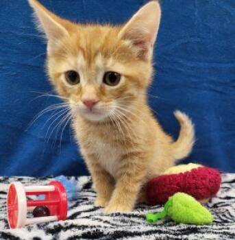 Logan -  Domestic Short Hair Cat Available for Adoption in Bucyrus, Ohio - Logan | PetCurious