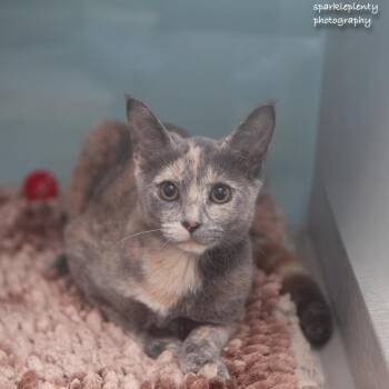 Maddison -  Domestic Short Hair Cat for Adoption in Ridgefield, Connecticut - Maddison | PetCurious