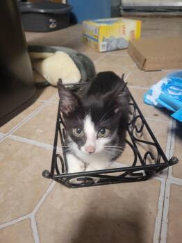 Rescue Tuxedo Cats for Adoption in Bridgeton, North Carolina - Asher | PetCurious