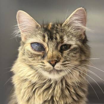 Domestic Medium Hair Cats Available for Adoption in Ottawa, Kansas - Salt | PetCurious
