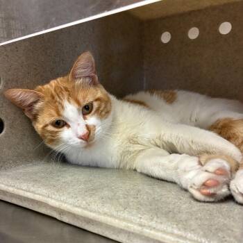 Kirby -  Domestic Short Hair Cat for Adoption in San Antonio, Texas - Kirby | PetCurious