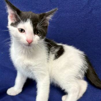 Syrup -  Domestic Short Hair Cat for Adoption in Valdosta, Georgia - Syrup | PetCurious