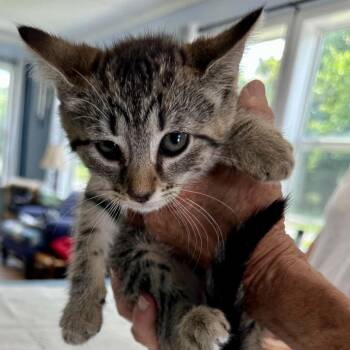 Dorian May -  Domestic Short Hair Cat for Adoption in Woodstock, Virginia - Dorian May | PetCurious