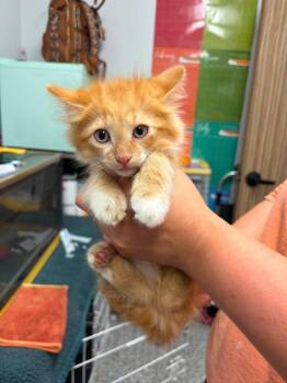John-Boy -  Domestic Long Hair Cat for Adoption in Republic, Missouri - John-Boy | PetCurious