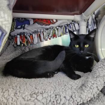 Domestic Short Hair Cats Available for Adoption - Beef Stew | PetCurious