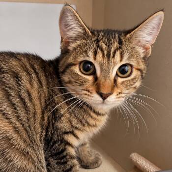 Strawberry -  Domestic Short Hair Cat for Adoption in Gloucester, Virginia - Strawberry | PetCurious