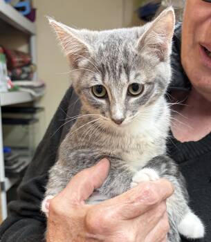 Mica and Gus -  Domestic Short Hair and Tabby Cat for Adoption in Bothell, Washington - Mica And Gus | PetCurious