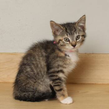 Rescue Domestic Short Hair Cats for Adoption in Minnetonka, Minnesota - Misty C66540 | PetCurious