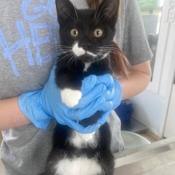 Ben -  Domestic Short Hair Cat for Adoption in Chapel Hill, North Carolina - Ben | PetCurious