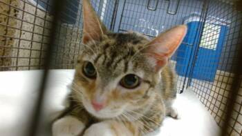 Domestic Short Hair Cats Available for Adoption in Doral, Florida - POWDER | PetCurious