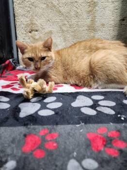 Rescue Domestic Short Hair and Tabby Cats for Adoption in Westfield, Wisconsin - Amelia #3 | PetCurious